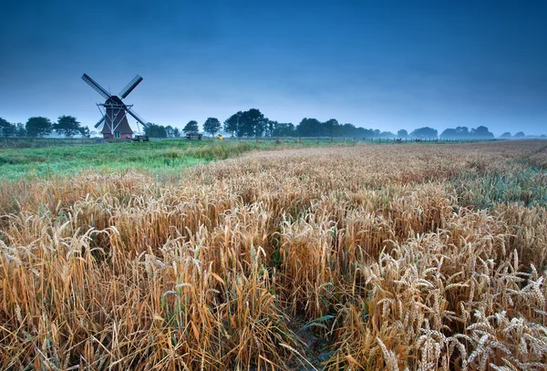 Vete fält och väderkvarn, groningen, holland — Stockfoto