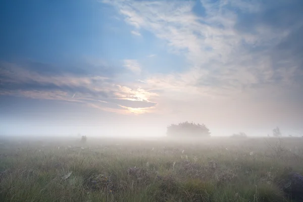 Meadow in dense fog during sunrise — Stock Photo, Image