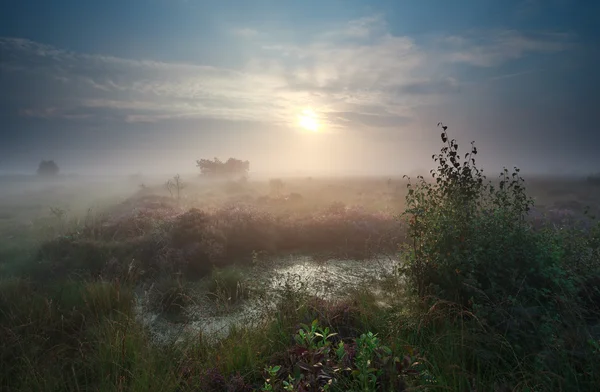 Spokojny mglisty wschód słońca nad bagno — Zdjęcie stockowe