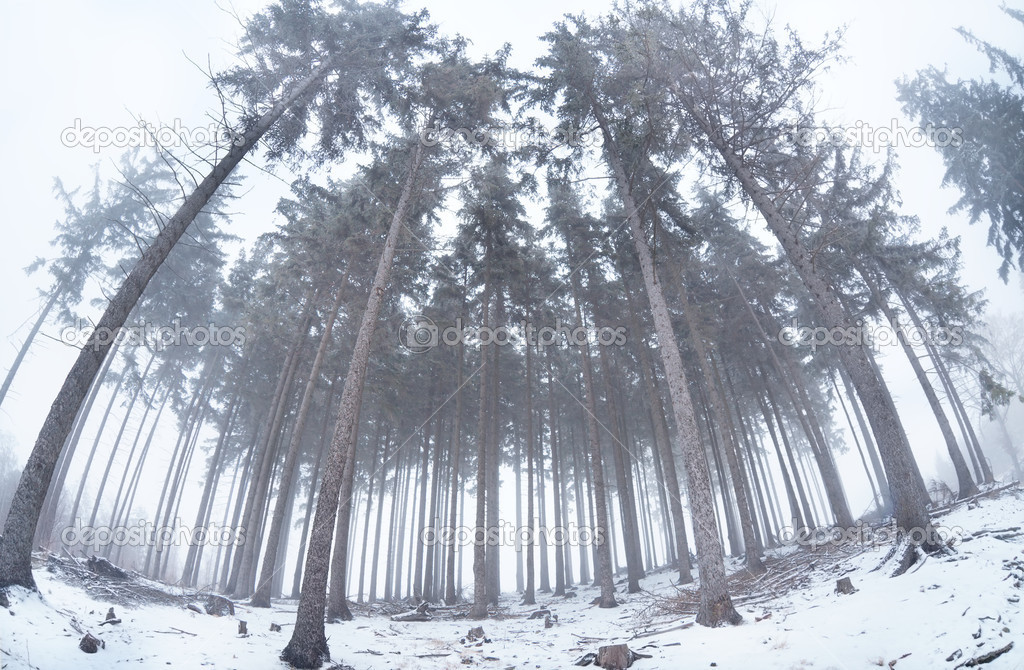 old coniferous forest in winter fog