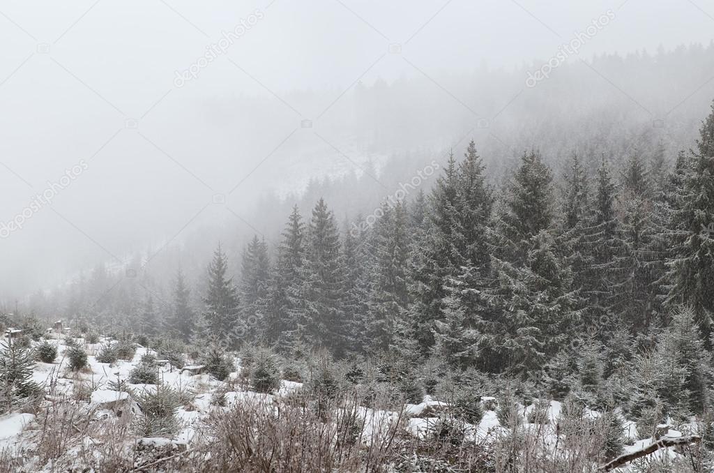 coniferous forest in dense fog during snowstorm