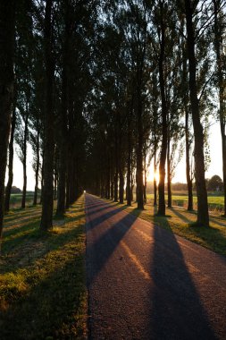 Bisiklet yolu üzerinde ışık ve gölge desen