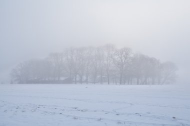 yoğun kış sisin içinde ağaçlar