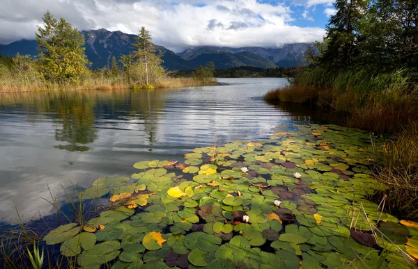 Water lily flowers on alpine lake in Bavarian Alps — Stock Photo, Image