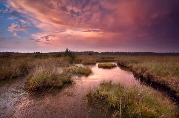 Drammatico tramonto rosso sulla palude — Foto Stock