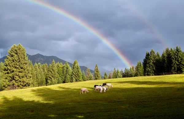 Arco iris colorido sobre pastos con ovejas —  Fotos de Stock