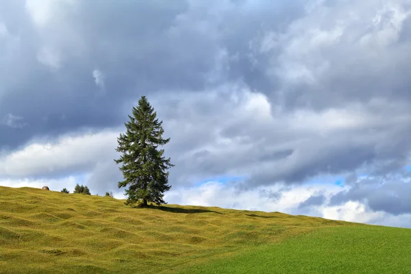 Einsame Fichte am grünen Hügel über dem Himmel — Stockfoto