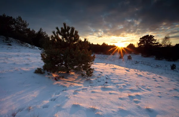 Raios de sol ao pôr do sol sobre a floresta na neve — Fotografia de Stock