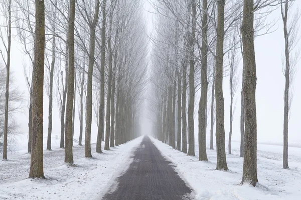 Fietspad tussen rijen van de berijpte boom in de mist — Stockfoto