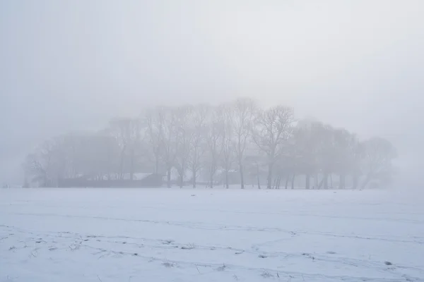 Alberi nella fitta nebbia invernale — Foto Stock