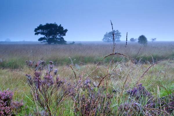 Spinnennetz in Wassertropfen auf blühender Heide — Stockfoto