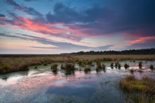 Dramático pôr-do-sol vermelho sobre pântano — Fotografia de Stock