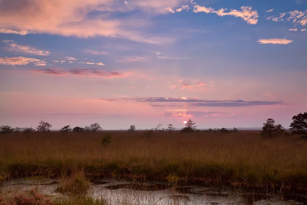 Захід сонця над низькими сосновими деревами на болоті — стокове фото