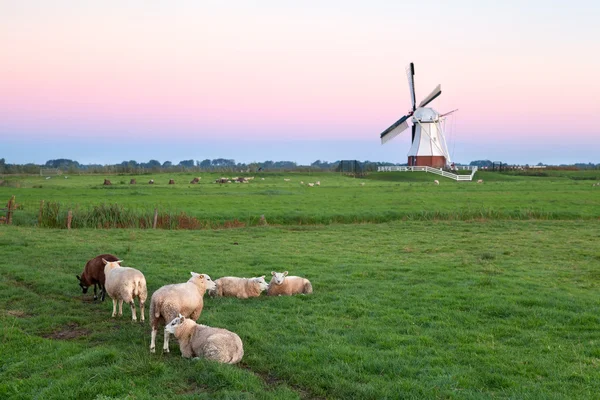 Ovelhas em pastagem e moinho de vento ao nascer do sol — Fotografia de Stock