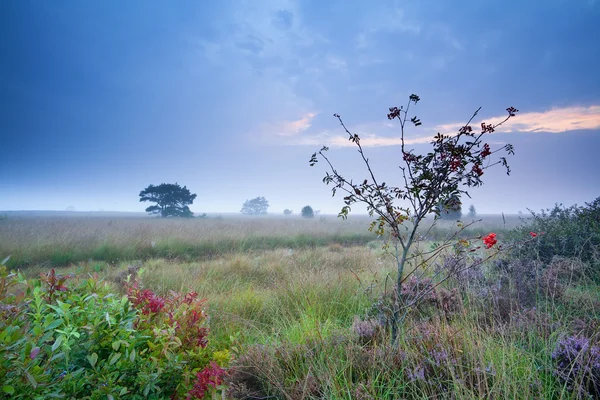 Rowan tree and heather on marsh in morning — Stock Photo, Image