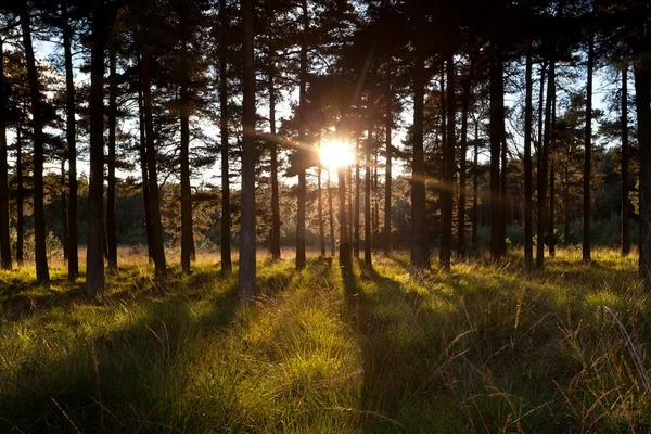 Bright sunbeams through pine trees in forest — Stock Photo, Image