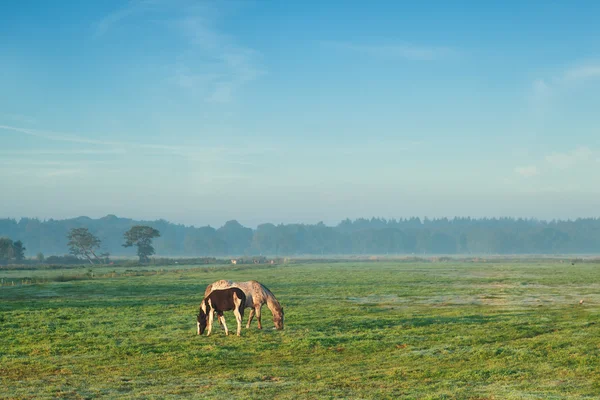 Yegua con potro pastando en el pasto en la mañana brumosa — Foto de Stock