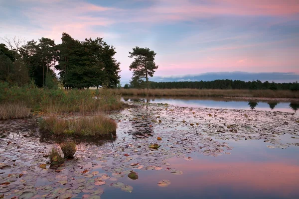Розовый закат над озером с водяными лилиями — стоковое фото