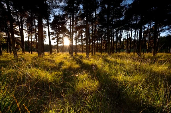 Raios de sol antes do pôr do sol na floresta de coníferas — Fotografia de Stock