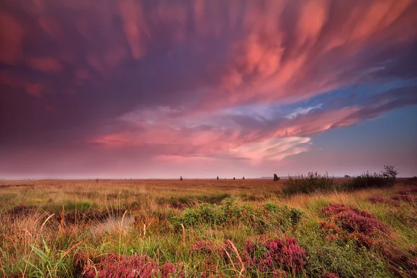 Mammutwolken über Sumpf bei dramatischem Sonnenuntergang — Stockfoto