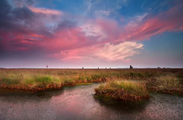 Dramatic pink sunset over bog — Stock Photo, Image