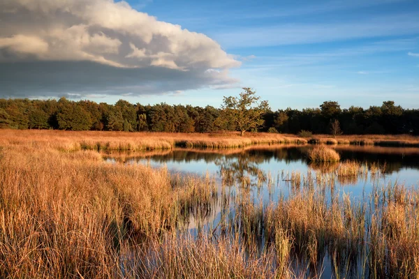 Wild moeras lake voor zonsondergang — Stockfoto