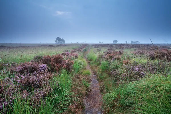 Path through swamp with flowering heather — Stock Photo, Image