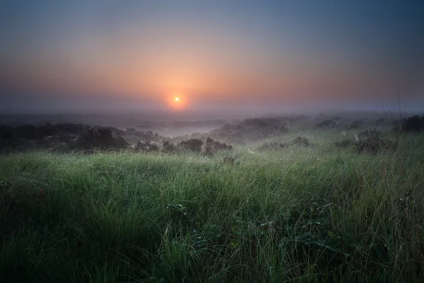 Nebuloso amanecer tranquilo sobre pantano con brezo —  Fotos de Stock