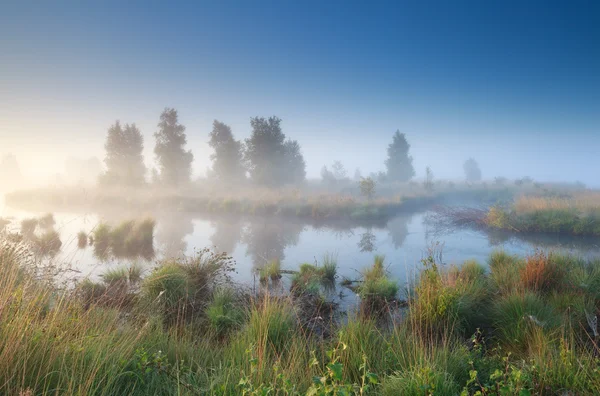 Silenziosa mattina nebbiosa sopra palude — Foto Stock
