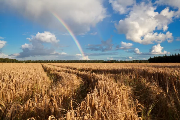 Regenbogen nach Sommerregen über Weizenfeld — Stockfoto