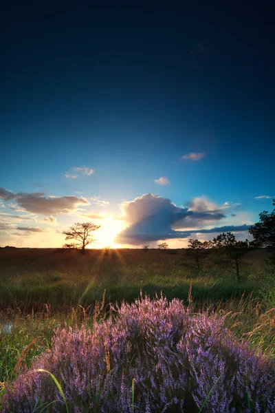 Çiçekli heather üzerinden günbatımı güneş ışınları — Stok fotoğraf
