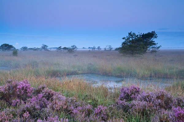 Pink flowering heather during misty early morning — Stock Photo, Image