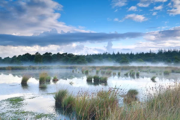 Ranna mgła nad torfowiska — Zdjęcie stockowe