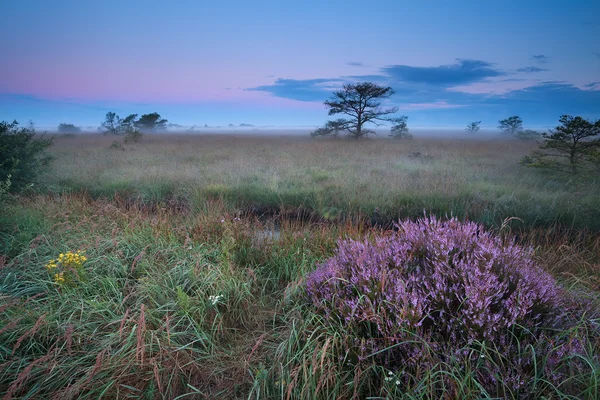 Flowering wild heather in misty sunrise — Stock Photo, Image