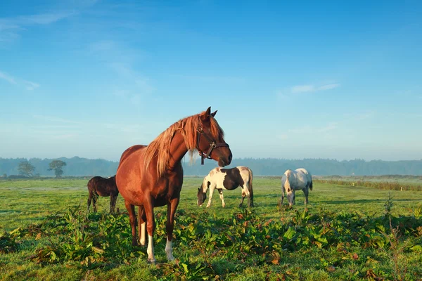 Enkele paarden laten grazen op de ochtend weide — Stockfoto