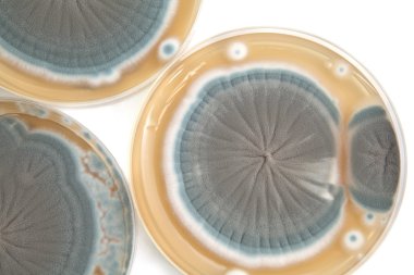 Penicillium fungi background clipart