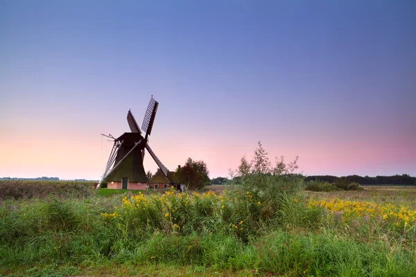 Holländsk väderkvarn på blommande äng vid soluppgången — Stockfoto