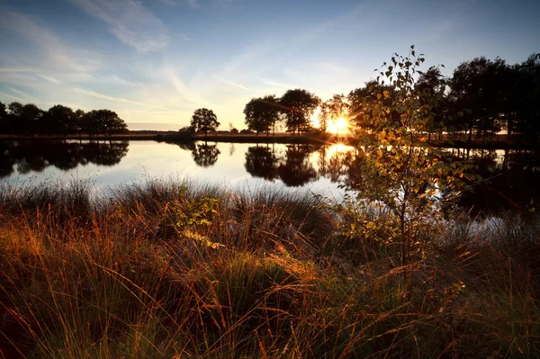 Sunbeams through trees by lake — Stock Photo, Image