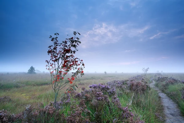 Rowan berry tree and flowering heather — Stock Photo, Image