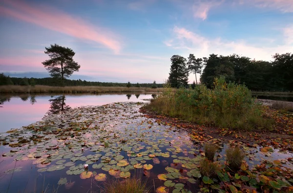 Lago selvatico con foglie di ninfee al tramonto — Foto Stock