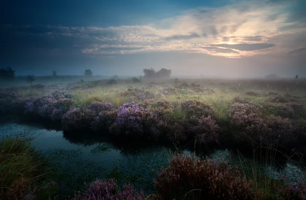 Восход солнца над болотом с вереском — стоковое фото