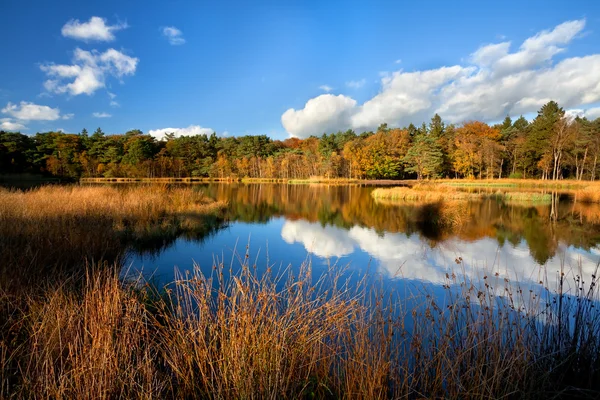 Golden autumn forest by lake — Stock Photo, Image