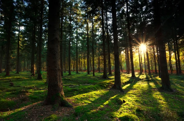 Raggi di sole caldi nella foresta autunnale — Foto Stock