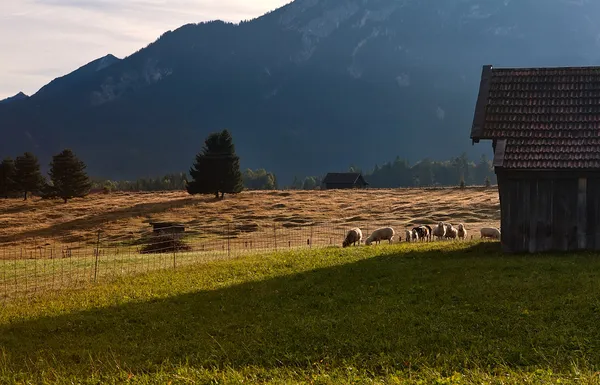 Schafe weiden auf der Alm — Stockfoto