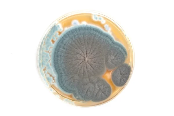 Penicillium-Pilze auf Agar-Platte — Stockfoto