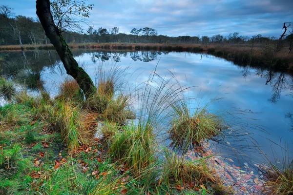 Autunno dal lago foresta selvaggia — Foto Stock