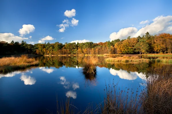 Jesień las przez dzikie jezioro — Zdjęcie stockowe