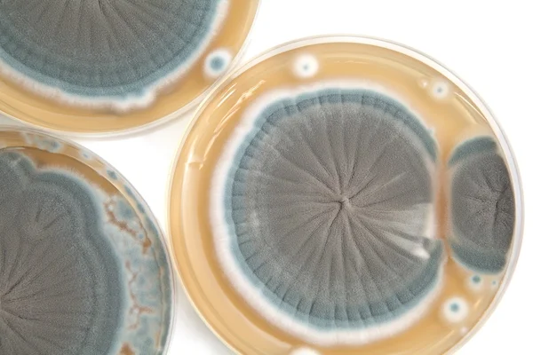 Penicillium houby pozadí — Stock fotografie