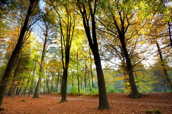 Orange hösten skogen — Stockfoto
