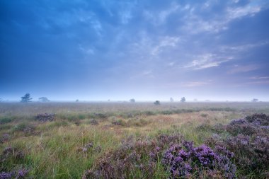 marsh heather ile bulutlu sabah
